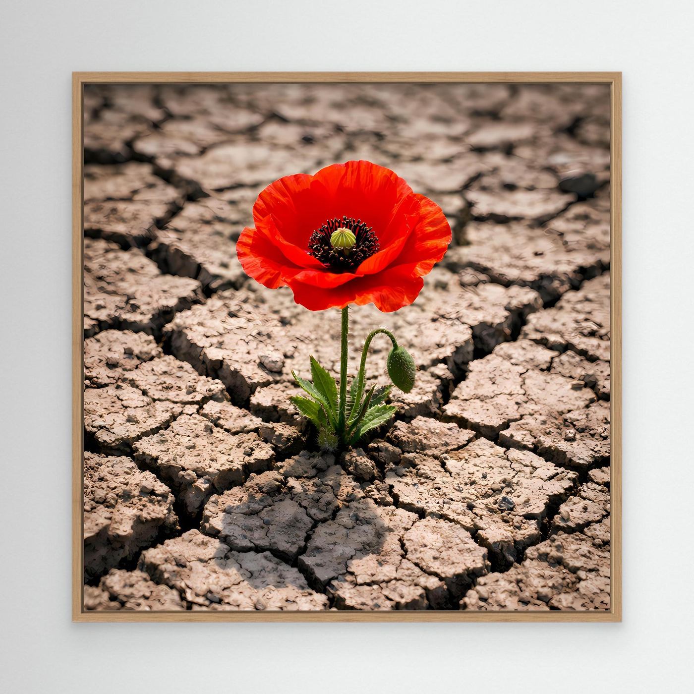 Leinwandbild mit roter Mohnblume auf rissigem Trockenboden, mit hellem Holzrahmen
