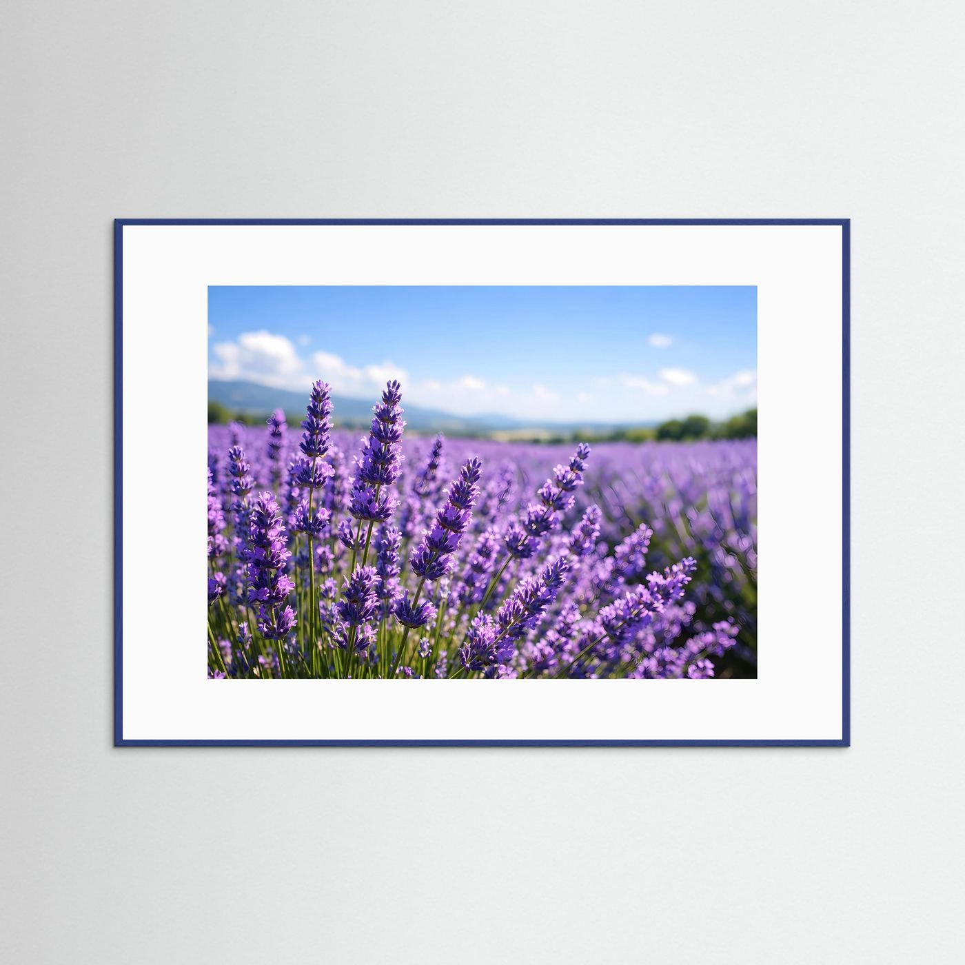 Sonniges Lavendelfeld in Blüte | Provence & Sommer Panorama Poster Querformat