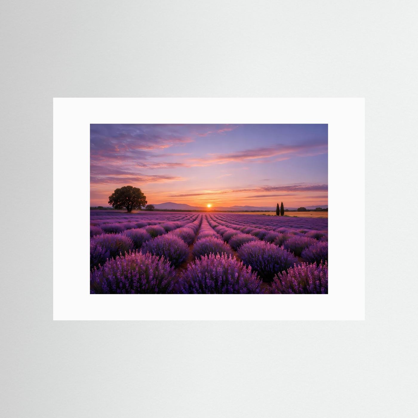 Natur-Poster im Querformat mit weißem Passepartout: Lavendelfeld bei Sonnenuntergang.
