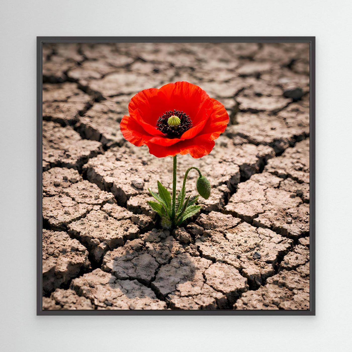Leinwandbild mit roter Mohnblume auf rissigem Trockenboden, mit schwarzem Rahmen