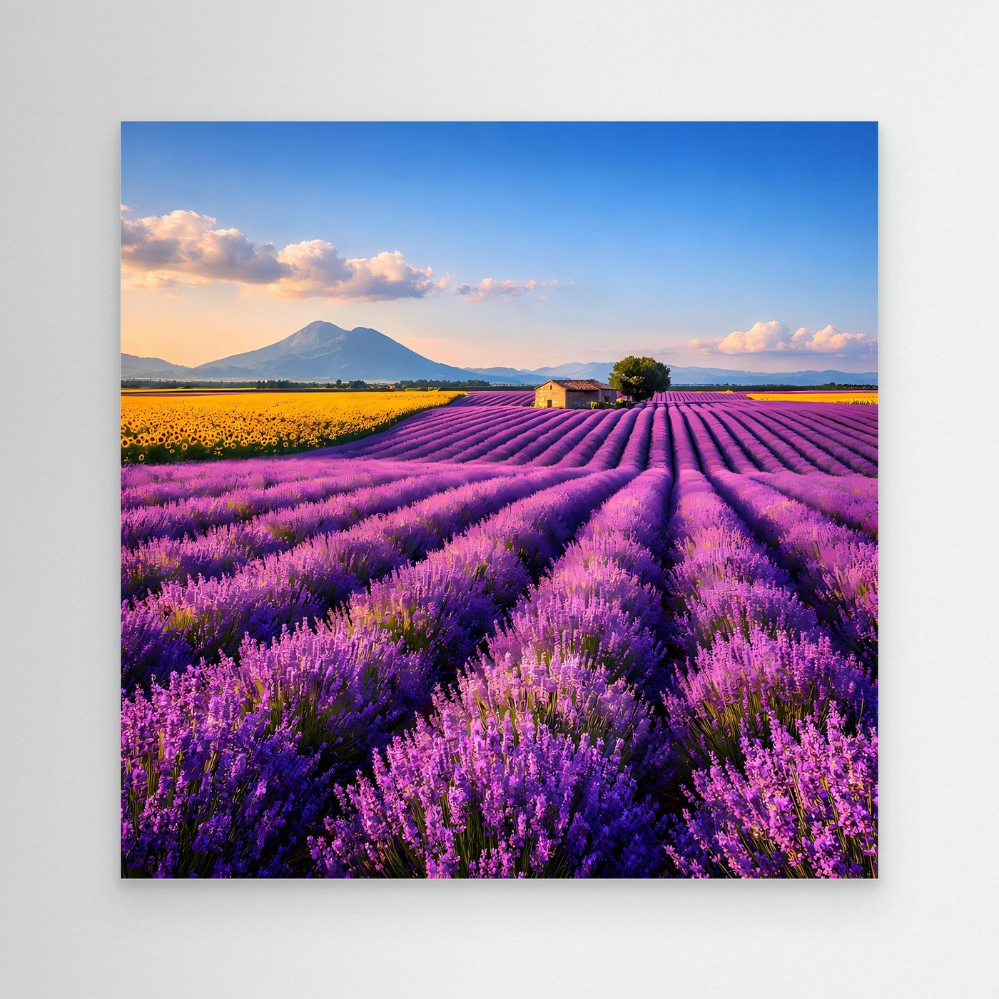 Leinwandbild mit Lavendelfeld in Provence-Optik, lila Blütenreihen bis zum Horizont, ohne sichtbaren Rahmen