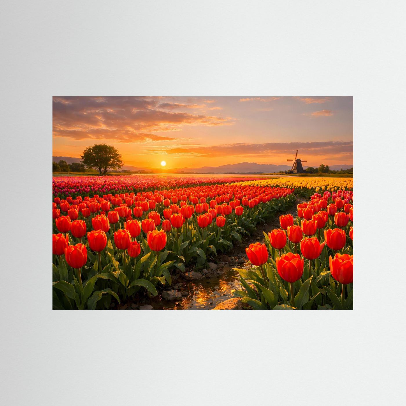 Poster Tulpenfeld mit Windmühle im Sonnenuntergang | Majestätisches Rotes Wandbild