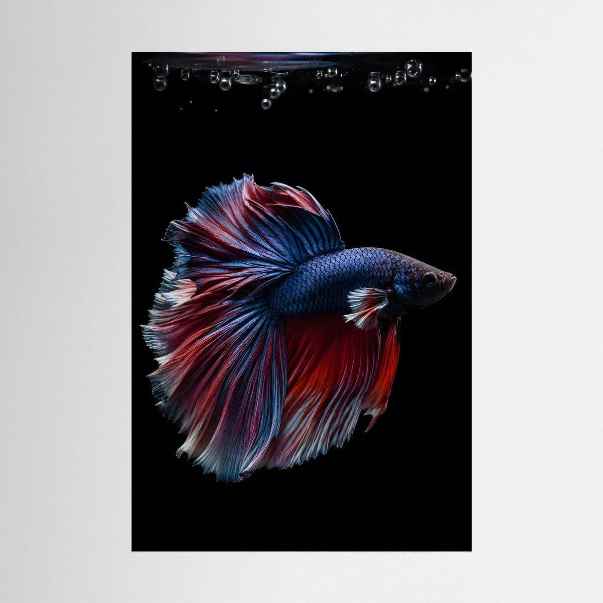 Hochformat-Poster mit Kampffisch in Blau und Rot, Flossenfächer gegen schwarzem Hintergrund