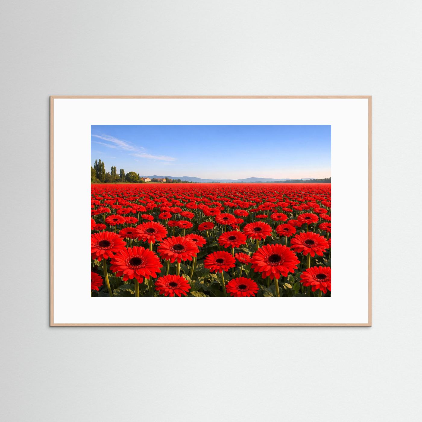 Leuchtendes Gerbera Blumenfeld | Rotes Blütenmeer & Natur Poster Querformat