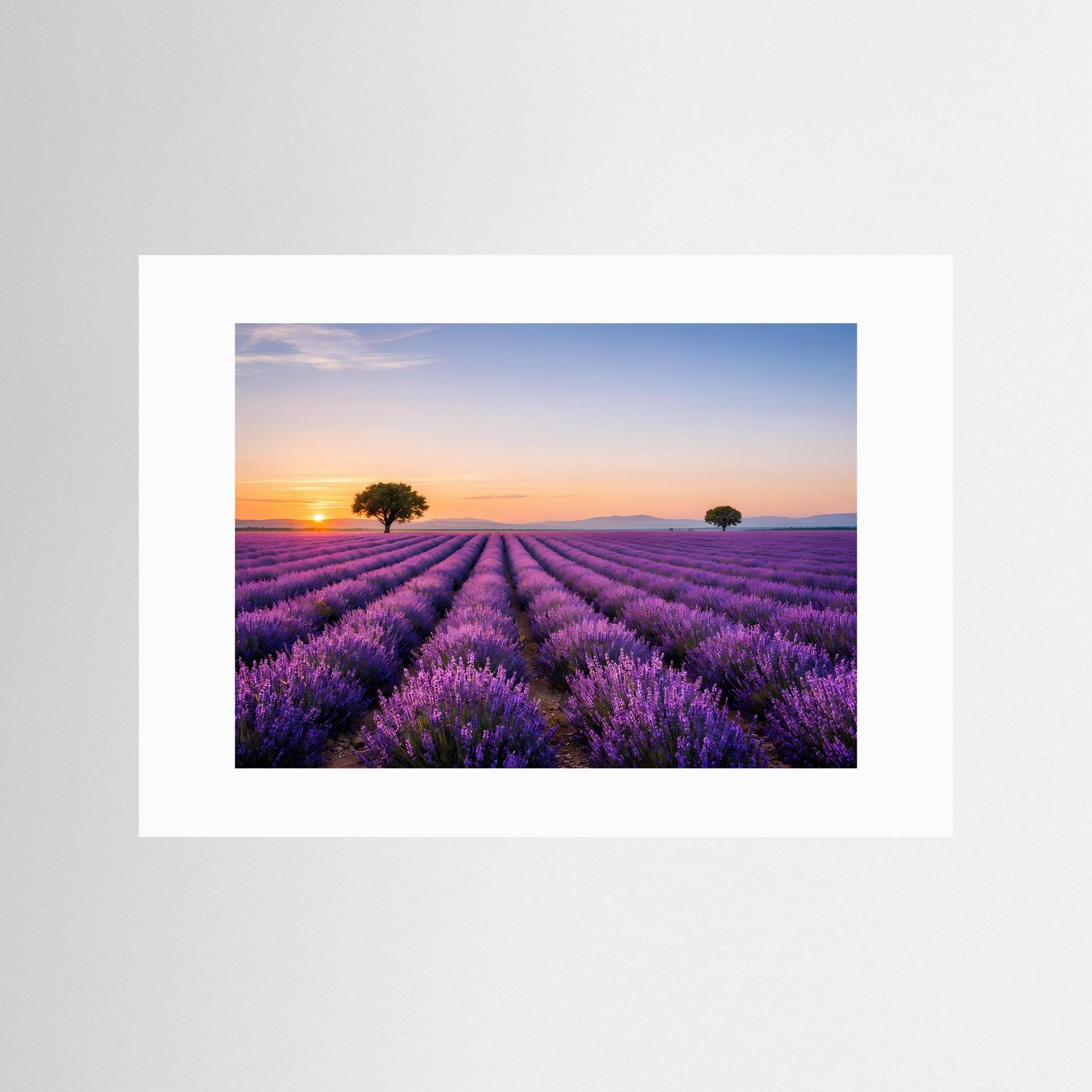Lavendel-Feld Poster im Querformat mit weißem Passepartout, ohne Rahmen