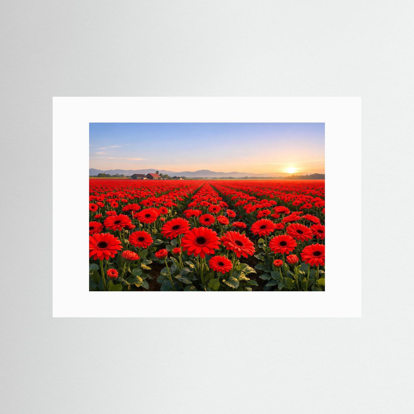Blumenposter mit weißem Passepartout, Feld roter Gerbera bei Sonnenaufgang.