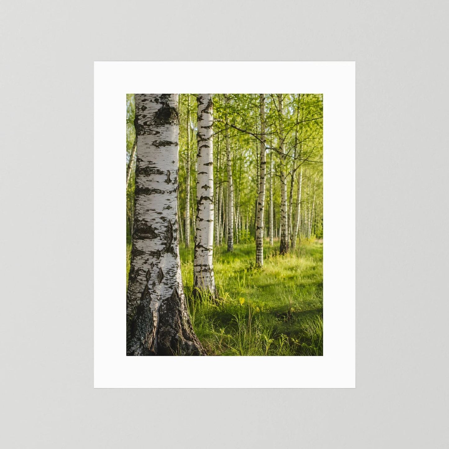 Poster im Hochformat: Birkenwald mit grüner Wiese, weißer Rand ohne Rahmen
