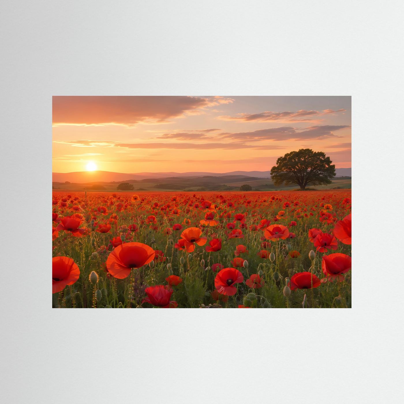 Mohnblumen Poster Querformat | Rotes Mohnfeld bei Sonnenuntergang