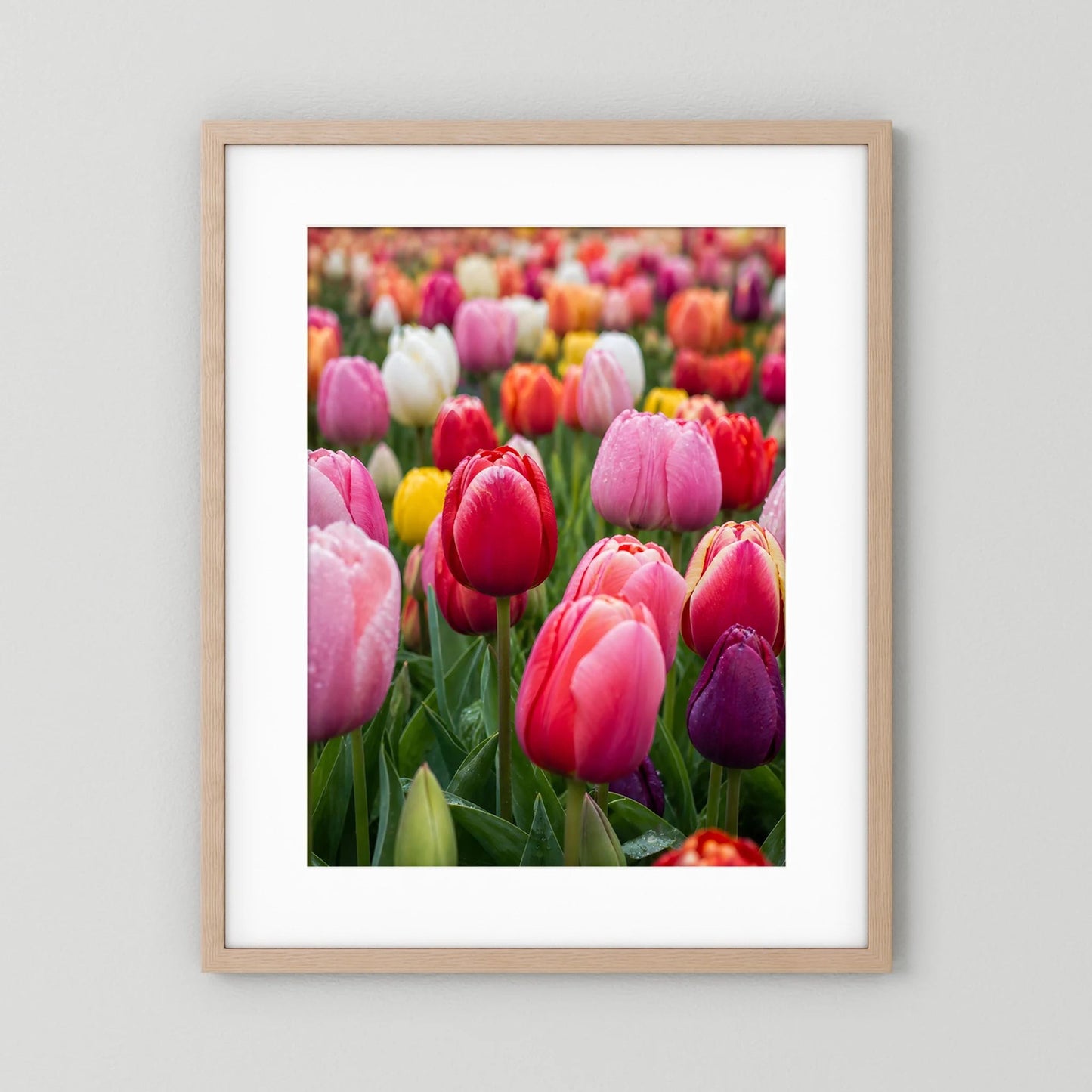 Tulpenposter im hellen Holzrahmen mit weißem Rand, rosa und rote Tulpen.