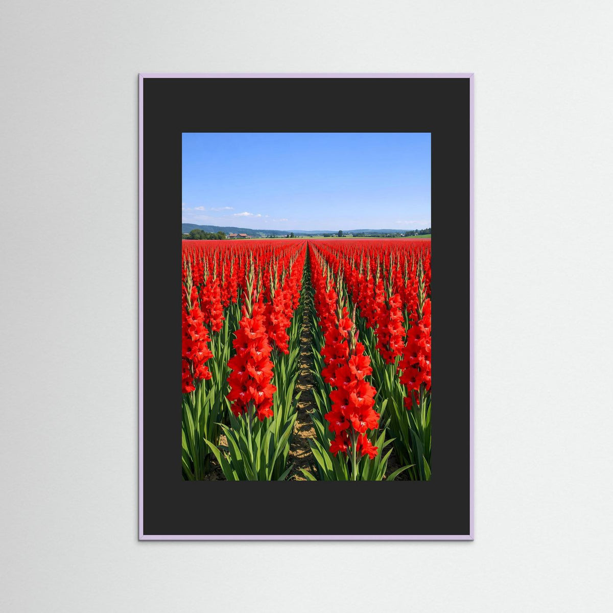 Wandbild mit roten Gladiole-Blüten im Feld, schwarzer Rahmen mit violettem Rand