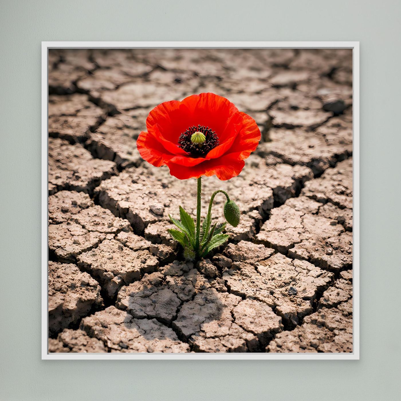 Leinwandbild mit roter Mohnblume auf rissigem, trockenem Boden im weißen Rahmen