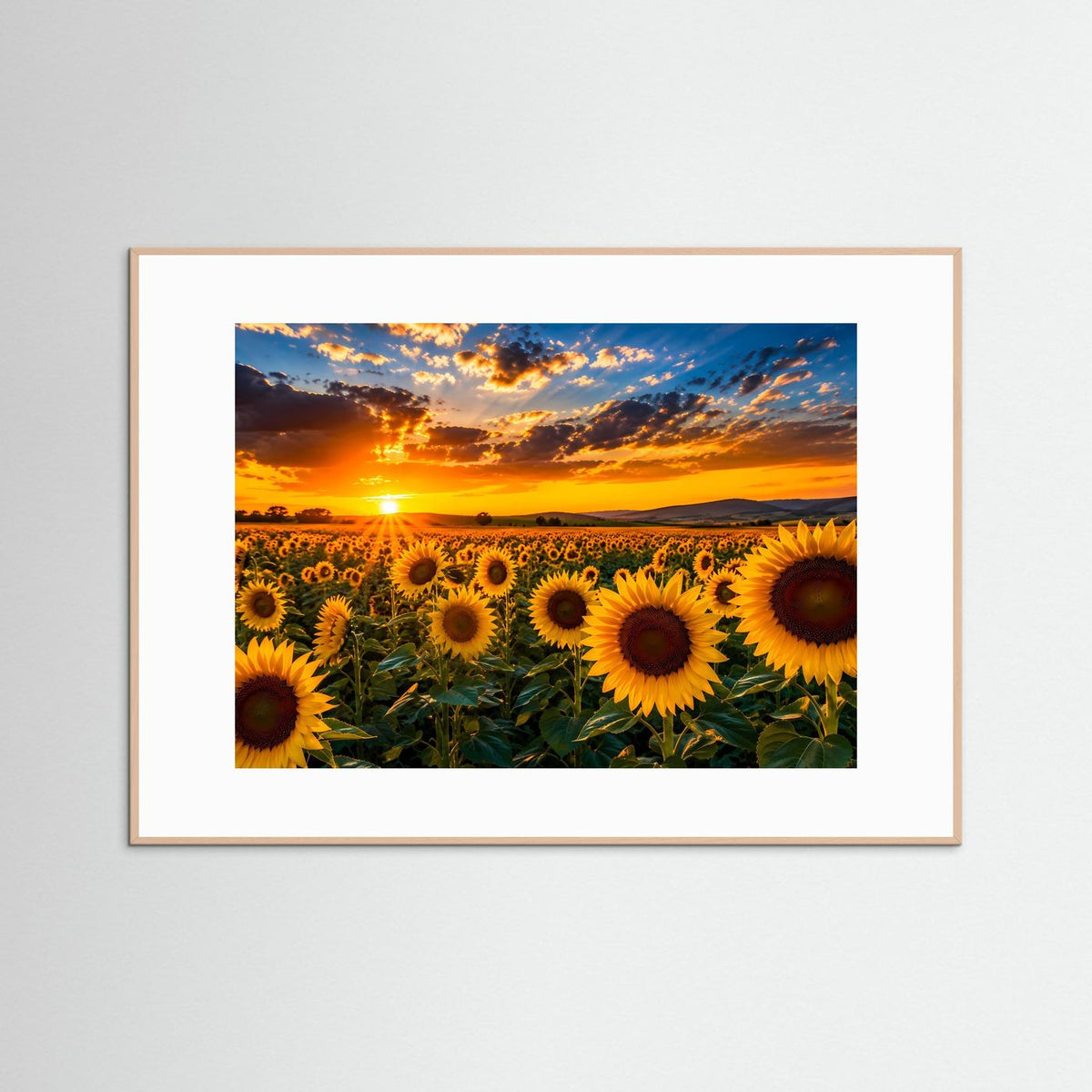 Querformat-Poster mit Sonnenblumenfeld und Sonnenuntergang, naturbraun gerahmt