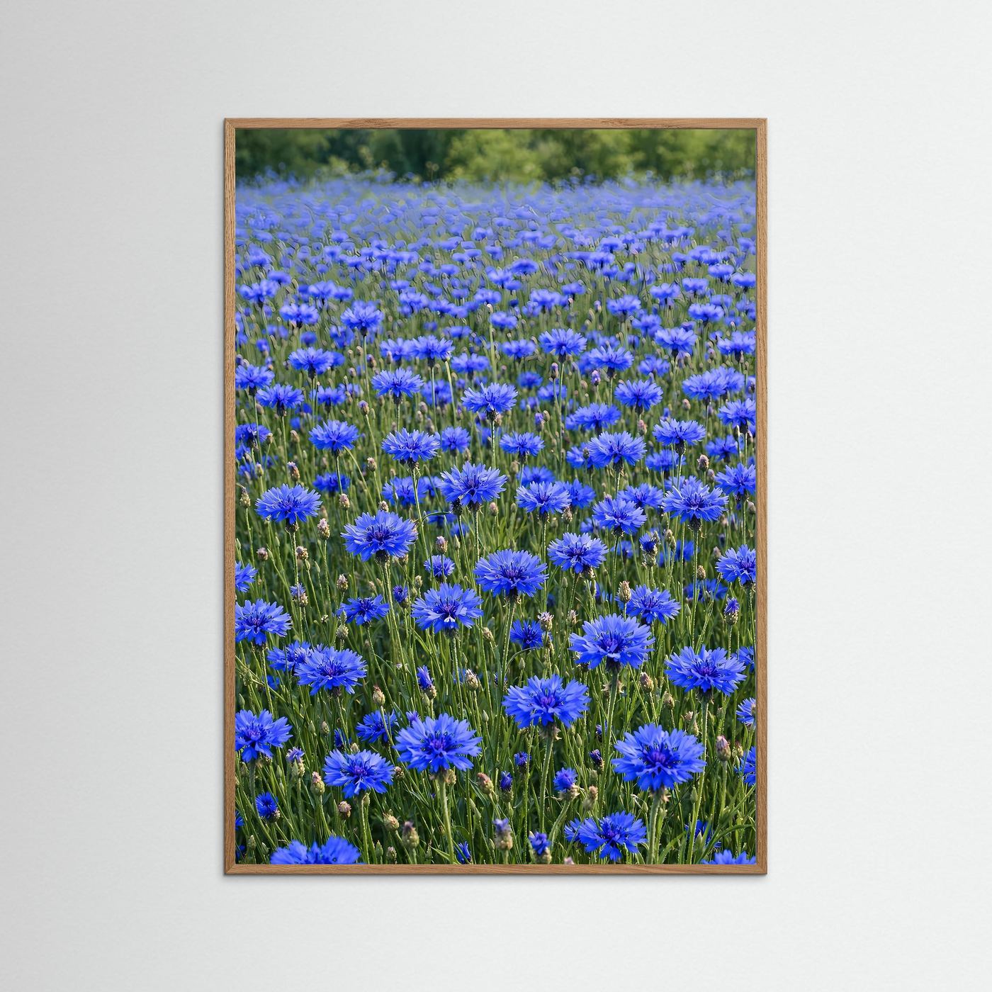 Leinwandbild mit blauem Kornblumenfeld und hellem Eichenholzrahmen