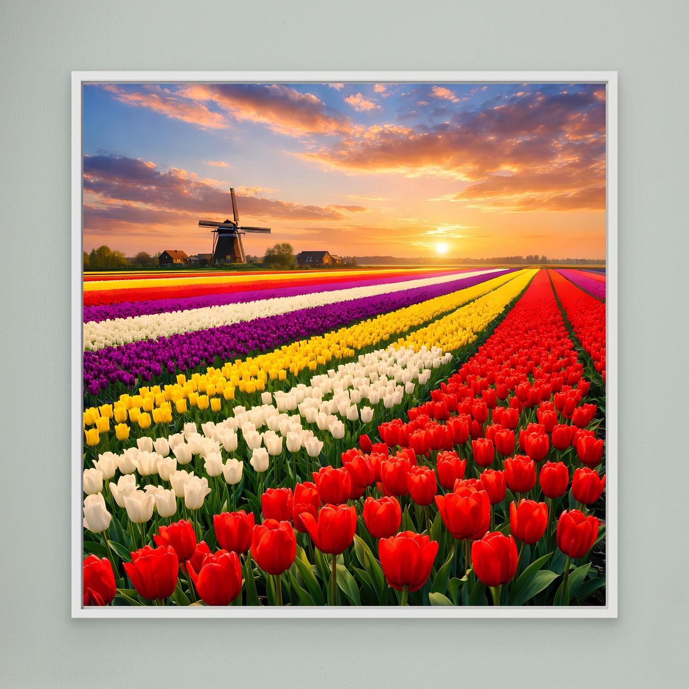 Quadratisches Leinwandbild: buntes Tulpenfeld mit Windmühle bei Sonnenuntergang, weiß gerahmt