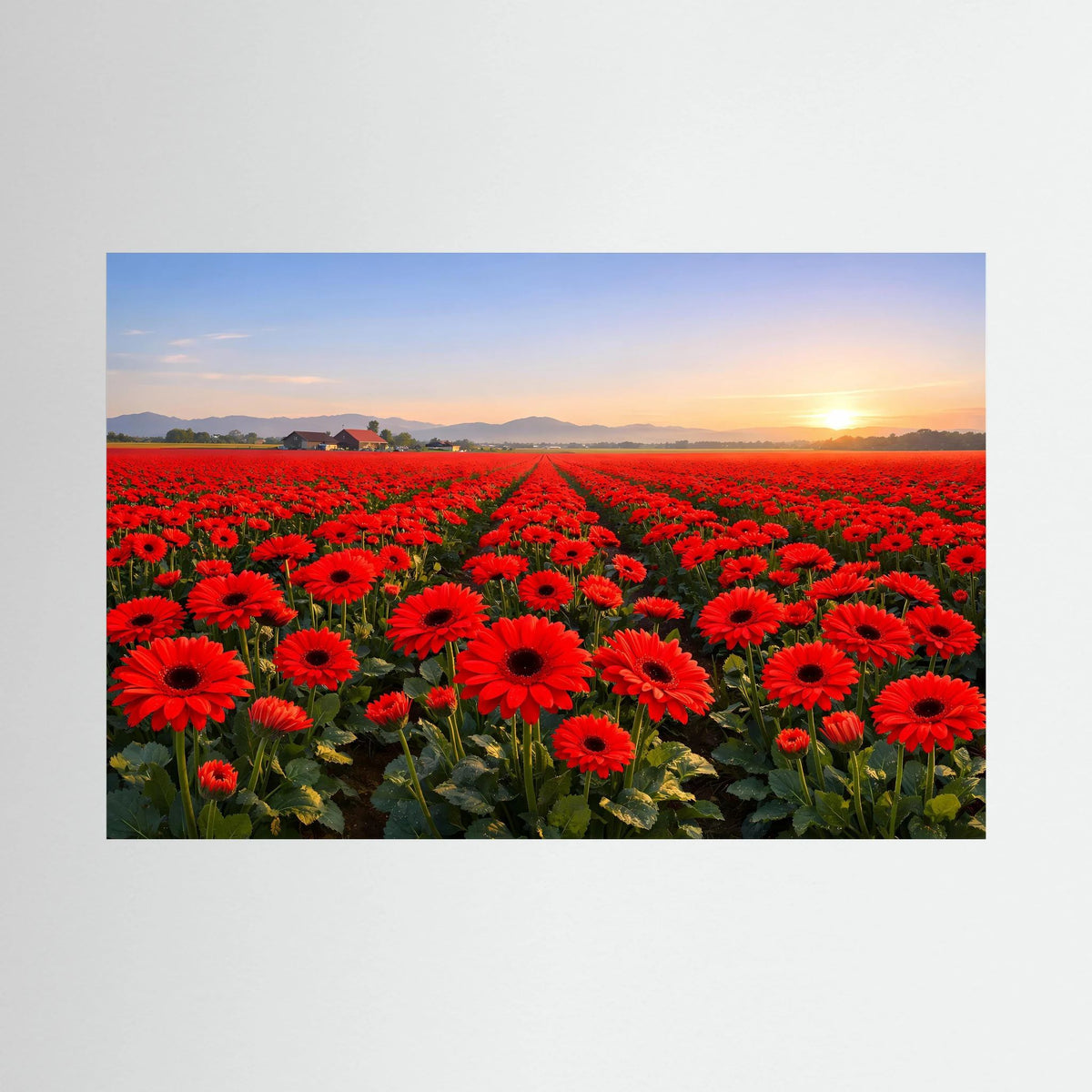 Wandposter mit rotem Blumenfeld und Sonnenaufgang, Querformat