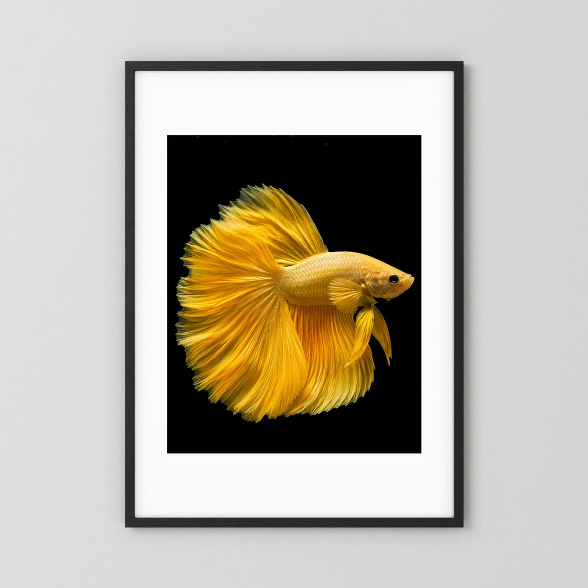 Kunstposter mit goldenem Kampffisch und gelben Flossen im schwarzen Rahmen