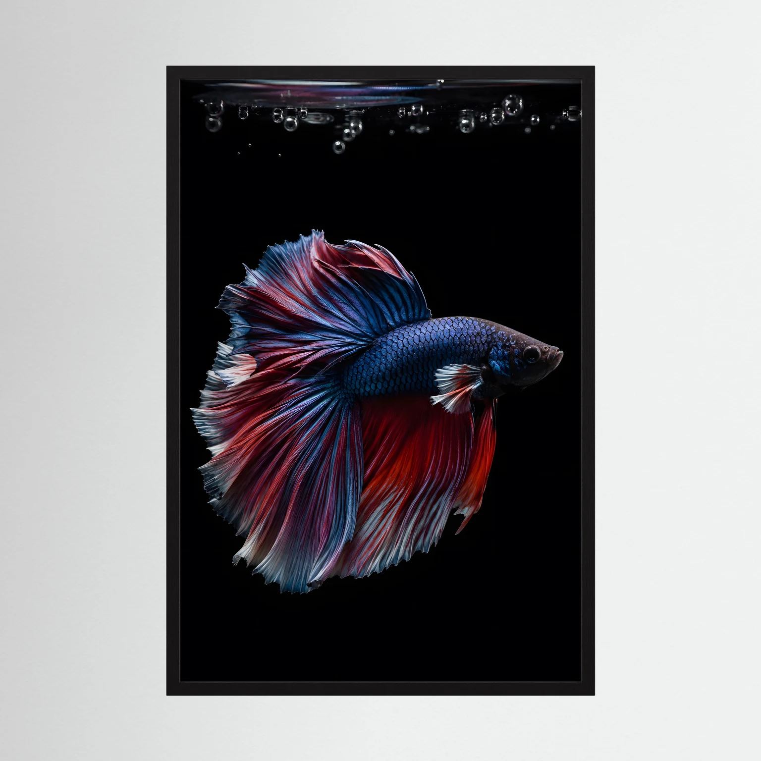 Hochformat-Poster mit Kampffisch in Blau und Rot, im schwarzen Rahmen