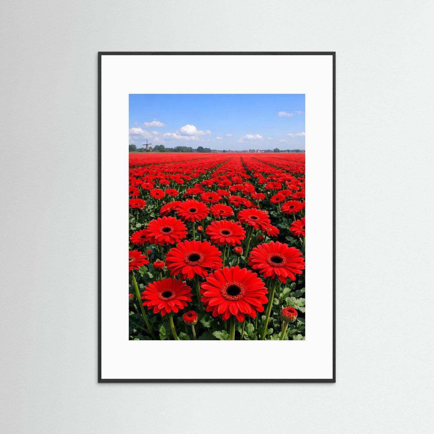 Gerbera-Poster im schwarzen Rahmen mit weißem Rand, rote Gerbera-Blüten