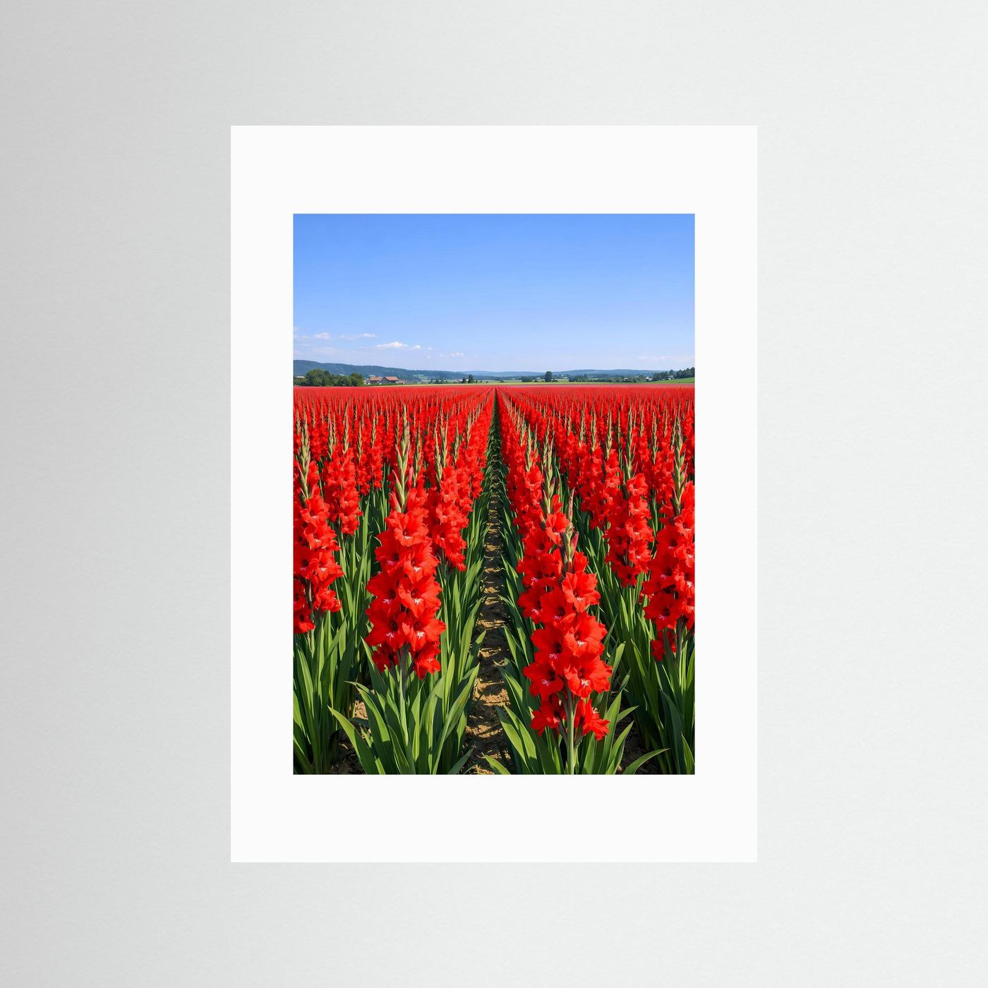 Poster mit rotem Gladiolenfeld mit weißem Rand