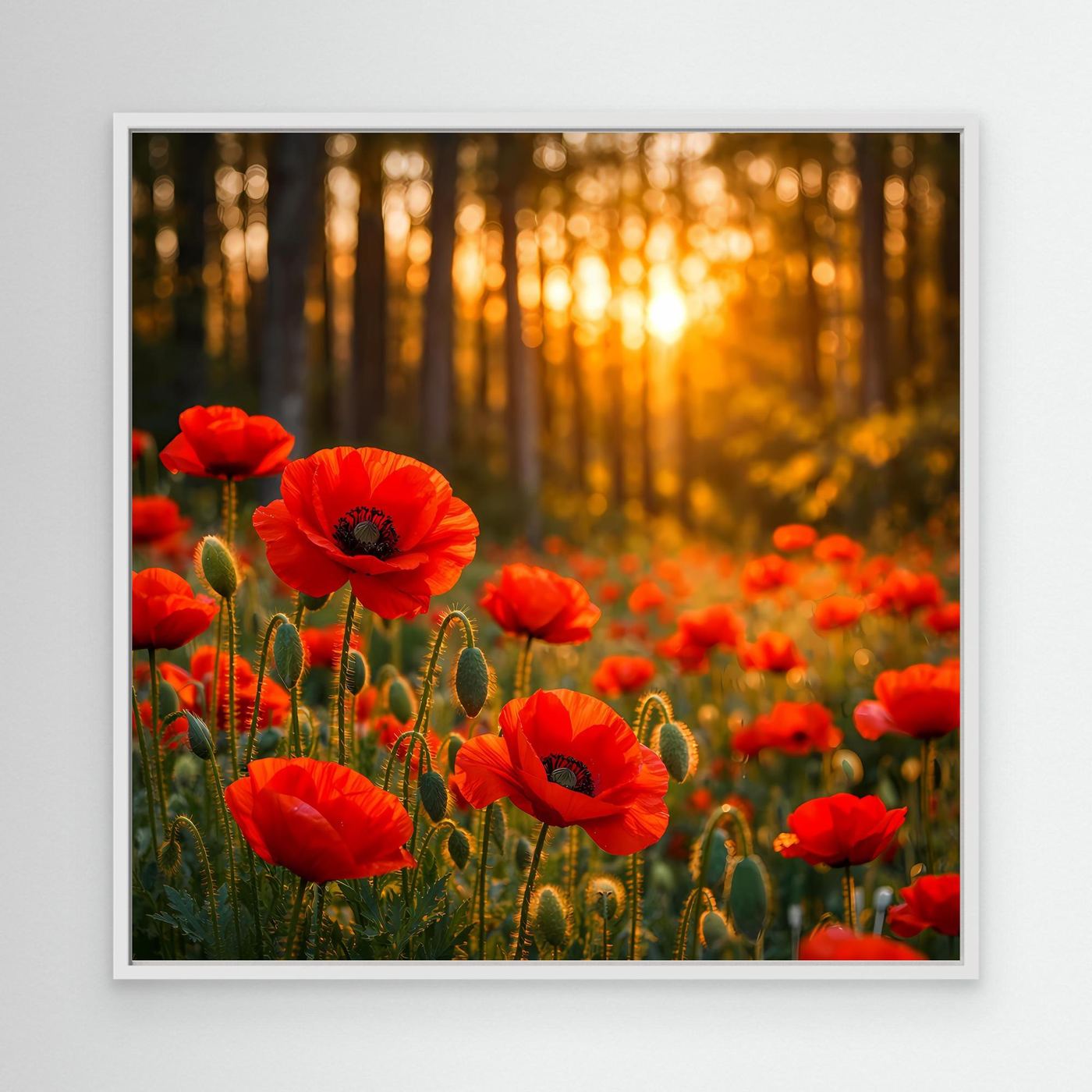 Leinwandbild mit roten Mohnblumen im goldenen Wald bei Sonnenuntergang, weißer Rahmen