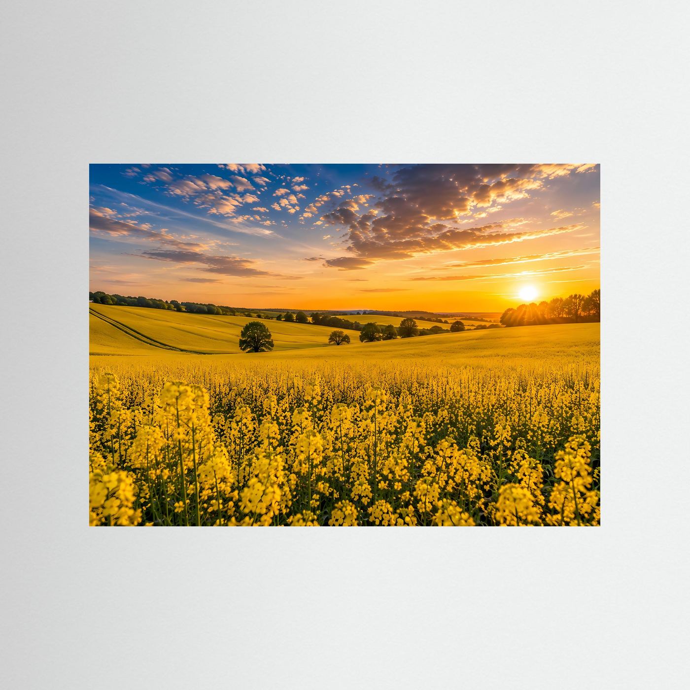 Rapsfeld Poster Querformat | Gelbe Blütenlandschaft bei Sonnenuntergang