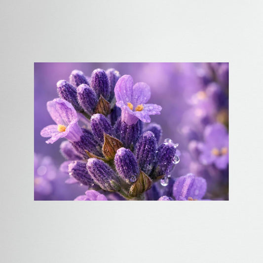 Lavendelblüten-Poster im Querformat mit lila Blütenständen und Tautropfen