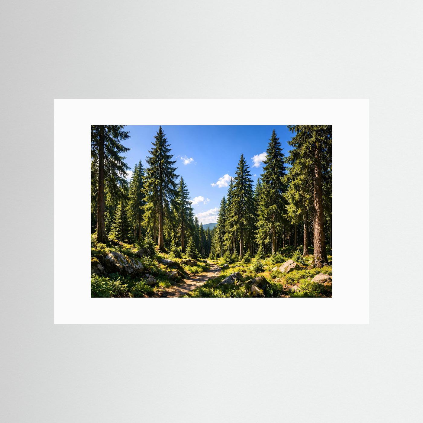 Sonniger Nadelwald im Sommer | Panorama Pfad & Natur Poster Querformat