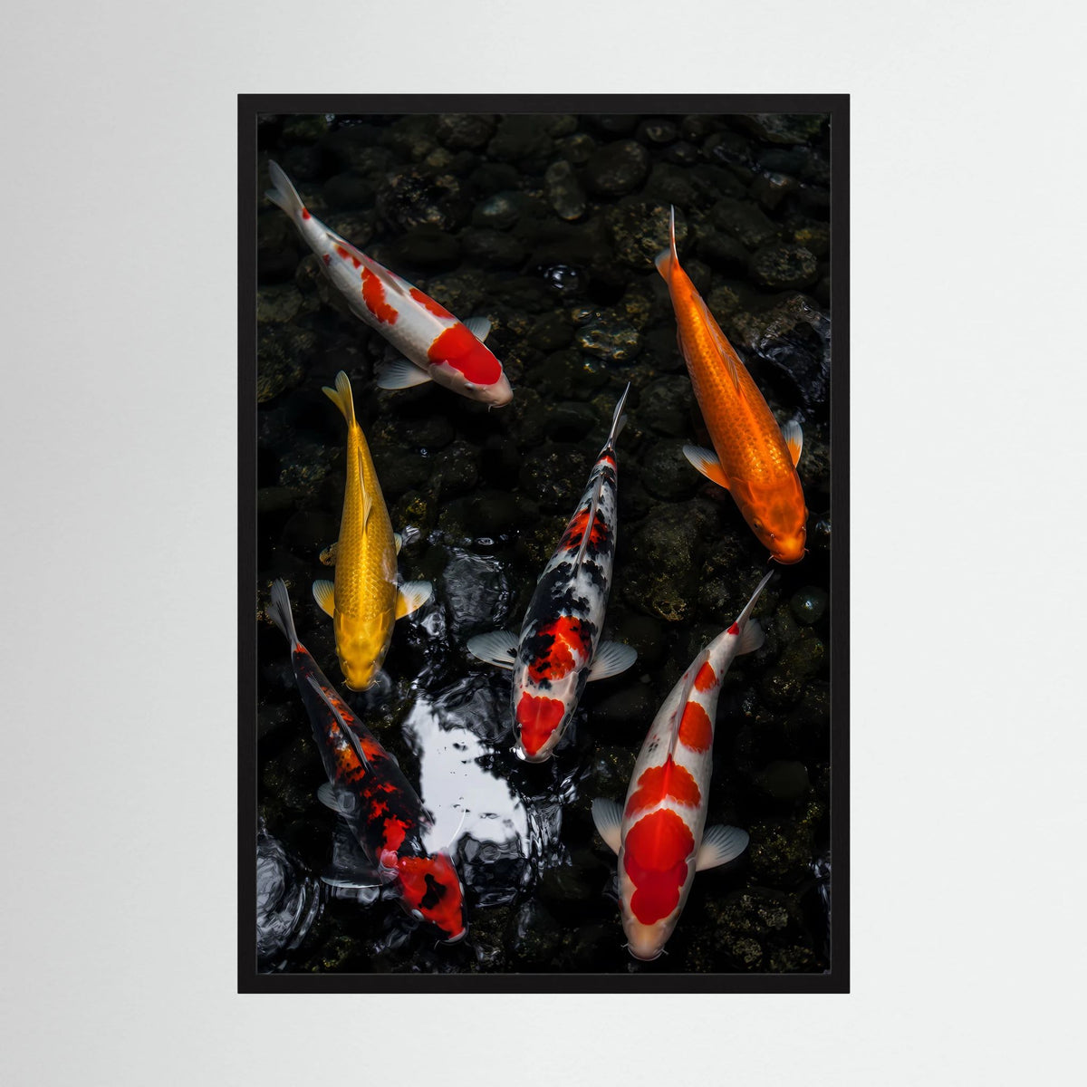 Poster mit Koi-Fischen im dunklen Teich, hochkant, schwarzer Rahmen