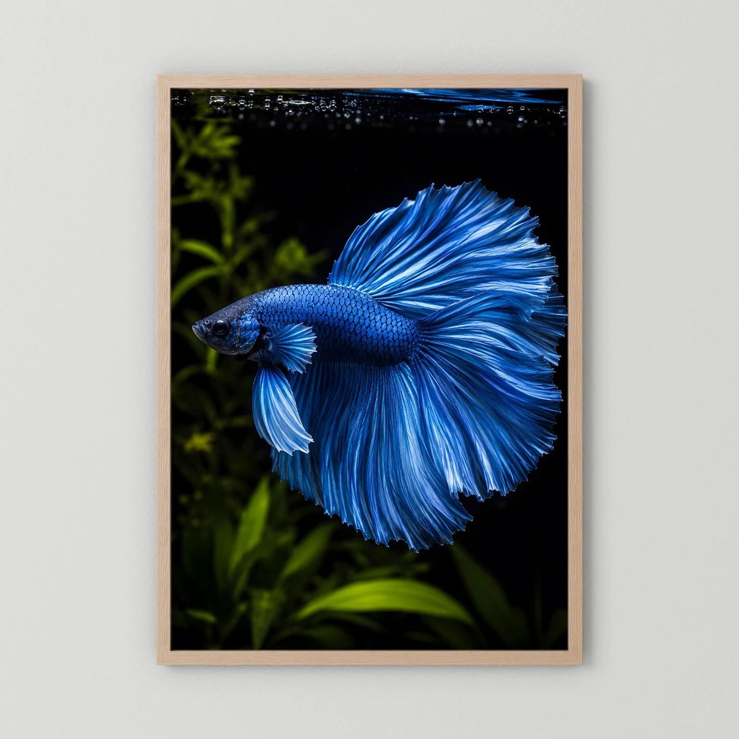 Wandposter mit blauem Kampffisch im Porträt, heller Holzrahmen