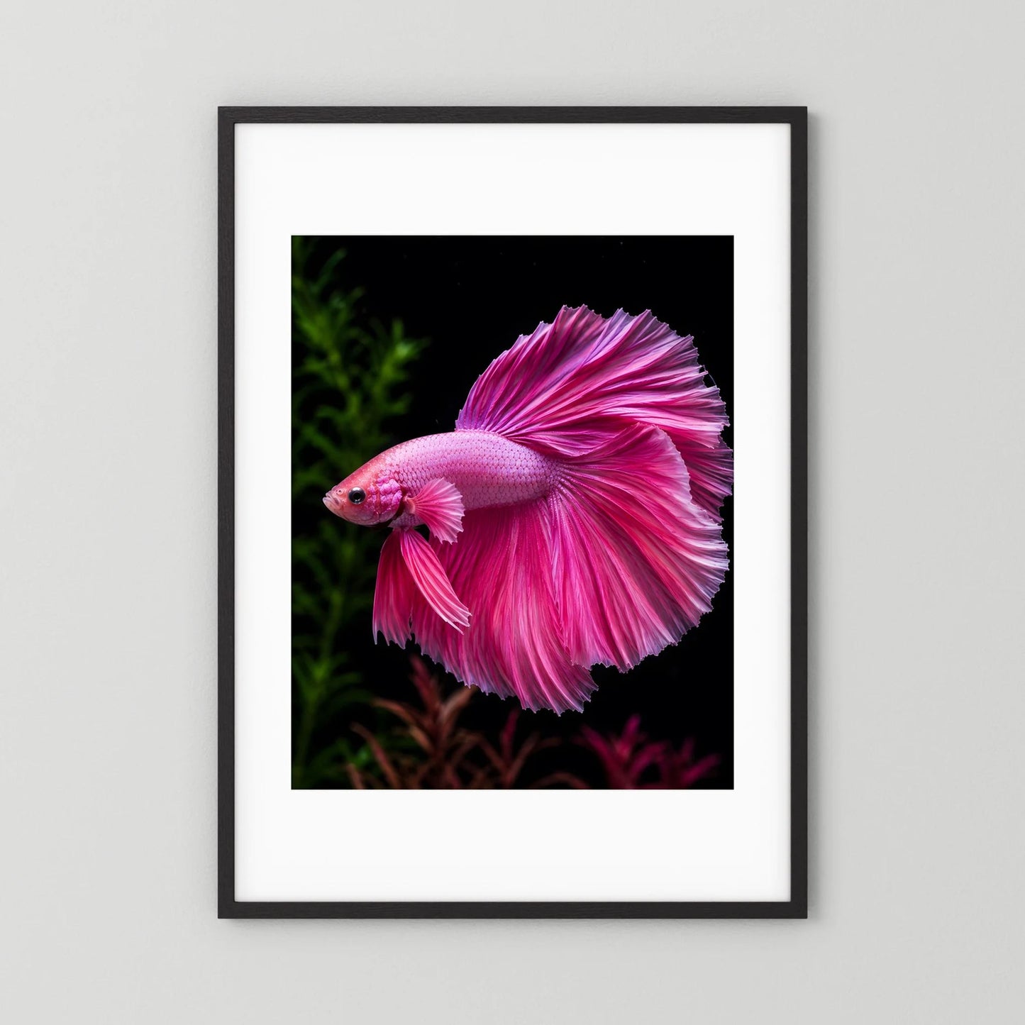 Tierposter mit pinkem Kampffisch im Hochformat, schwarzer Rahmen mit weißem Rand