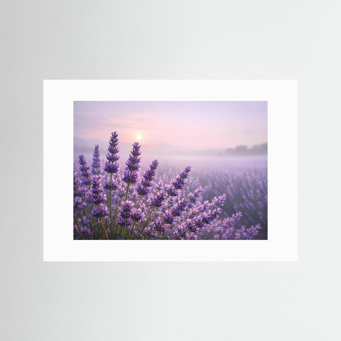 Sanfter Lavendelzauber im Morgenlicht | Panorama Blumenfeld & Natur Poster Querformat