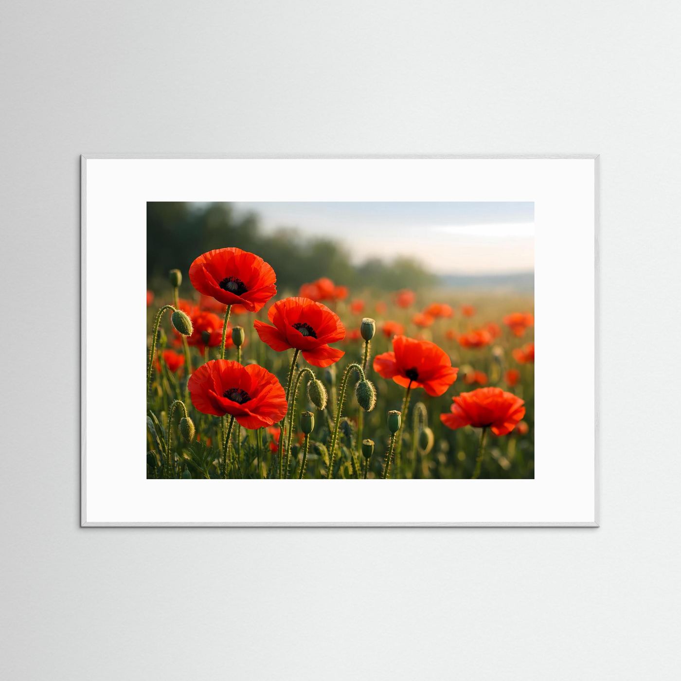 Poster mit weißem Rand und Rahmen: rote Klatschmohnblüten im Feld bei warmem Licht