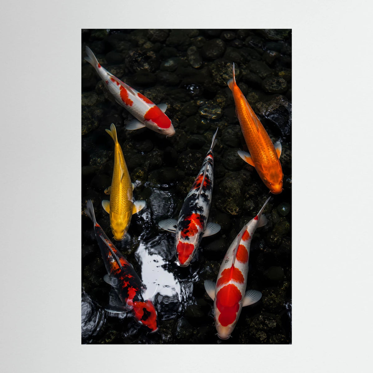 Poster mit Koi-Fischen im dunklen Teich, hochkant, ohne Rahmen