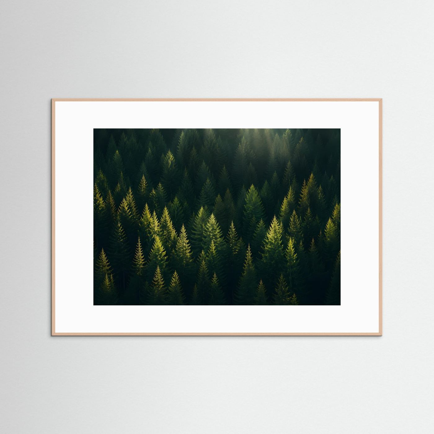 Mystischer Nadelwald im Sonnenlicht | Panorama Wald & Natur Poster Querformat