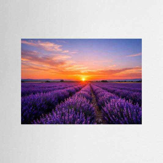 Blühendes Lavendelfeld bei Sonnenuntergang | Provence & Natur Poster Querformat