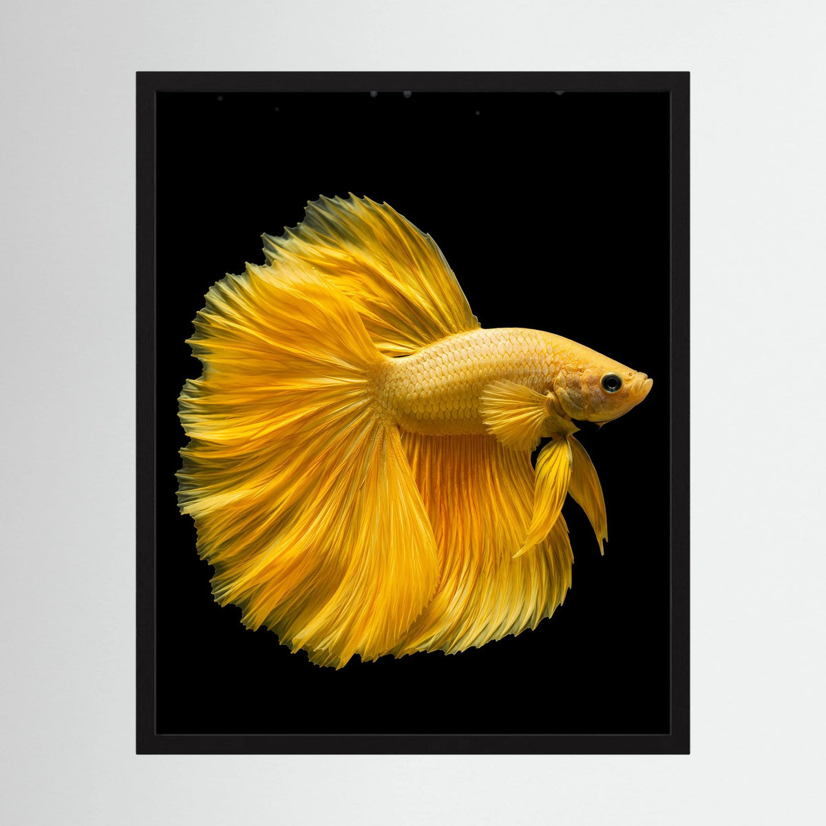 Gerahmtes Kunstposter mit goldgelbem Kampffisch auf dunklem Hintergrund, seitlich