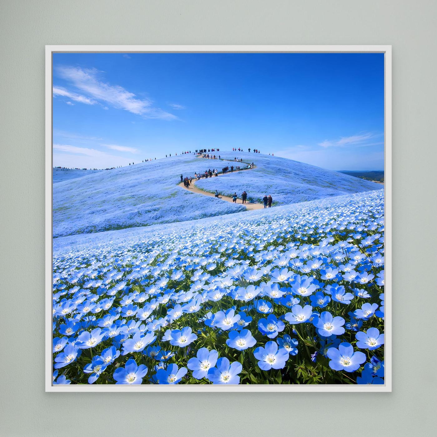 Leinwandbild mit blauem Blütenmeer aus Nemophila-Blumen, weißer Rahmen