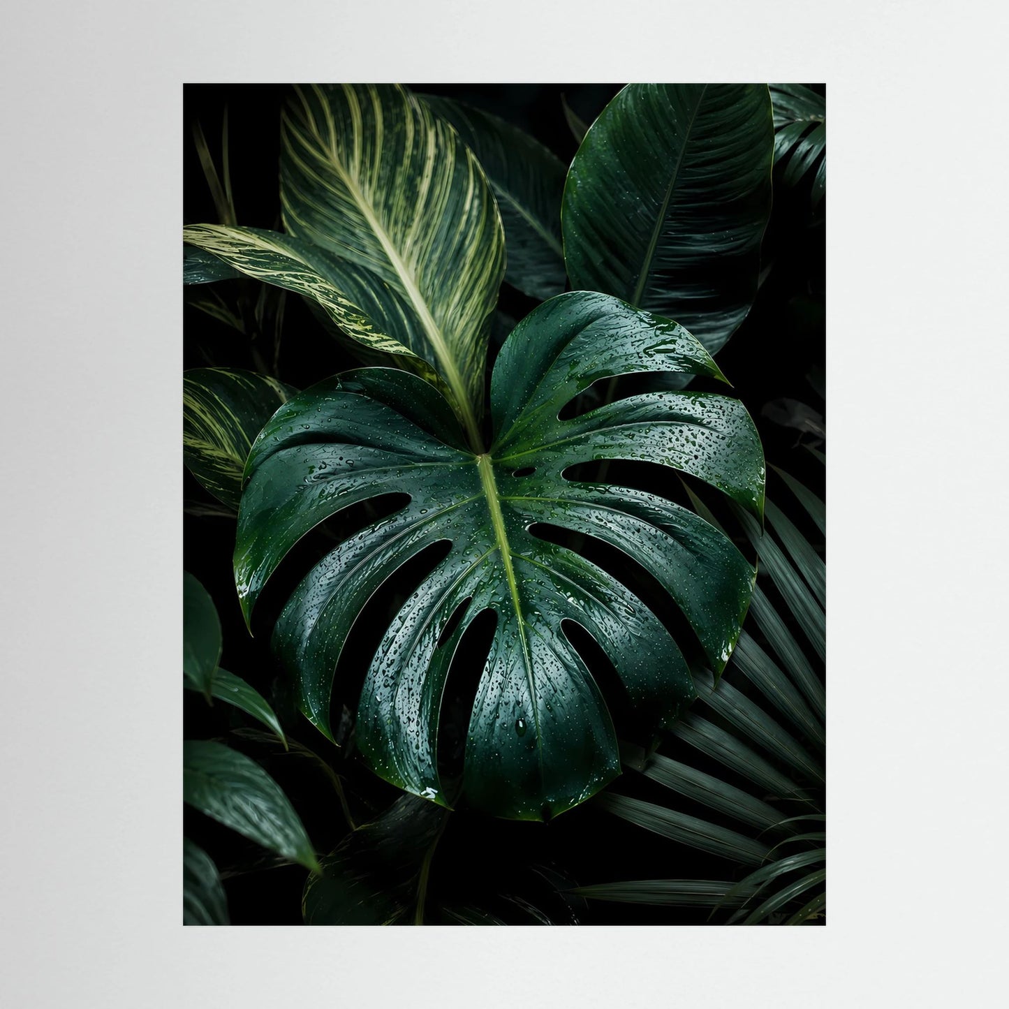 Nahaufnahme: Monstera-Blätter in dunklem Grün mit Wassertropfen, Poster