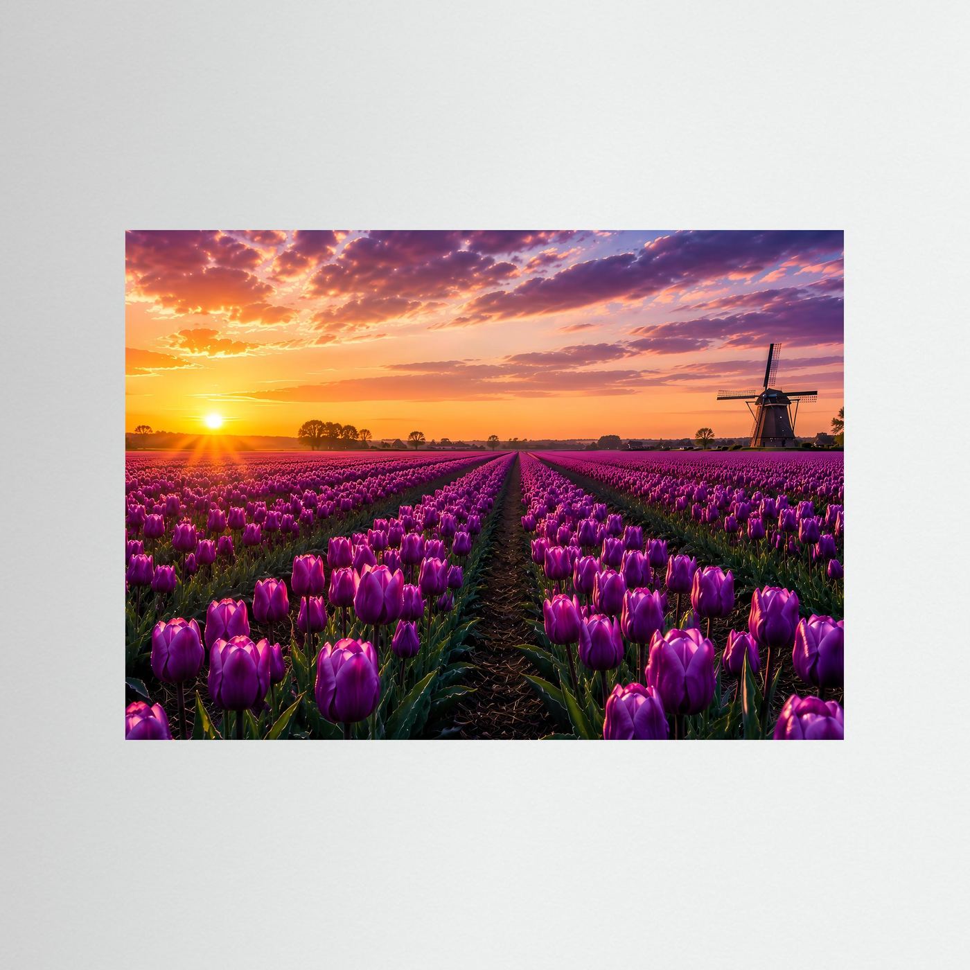 Lila Tulpenfeld-Druck ohne Rahmen, Reihen aus Tulpen auf Feldweg bei Sonnenuntergang