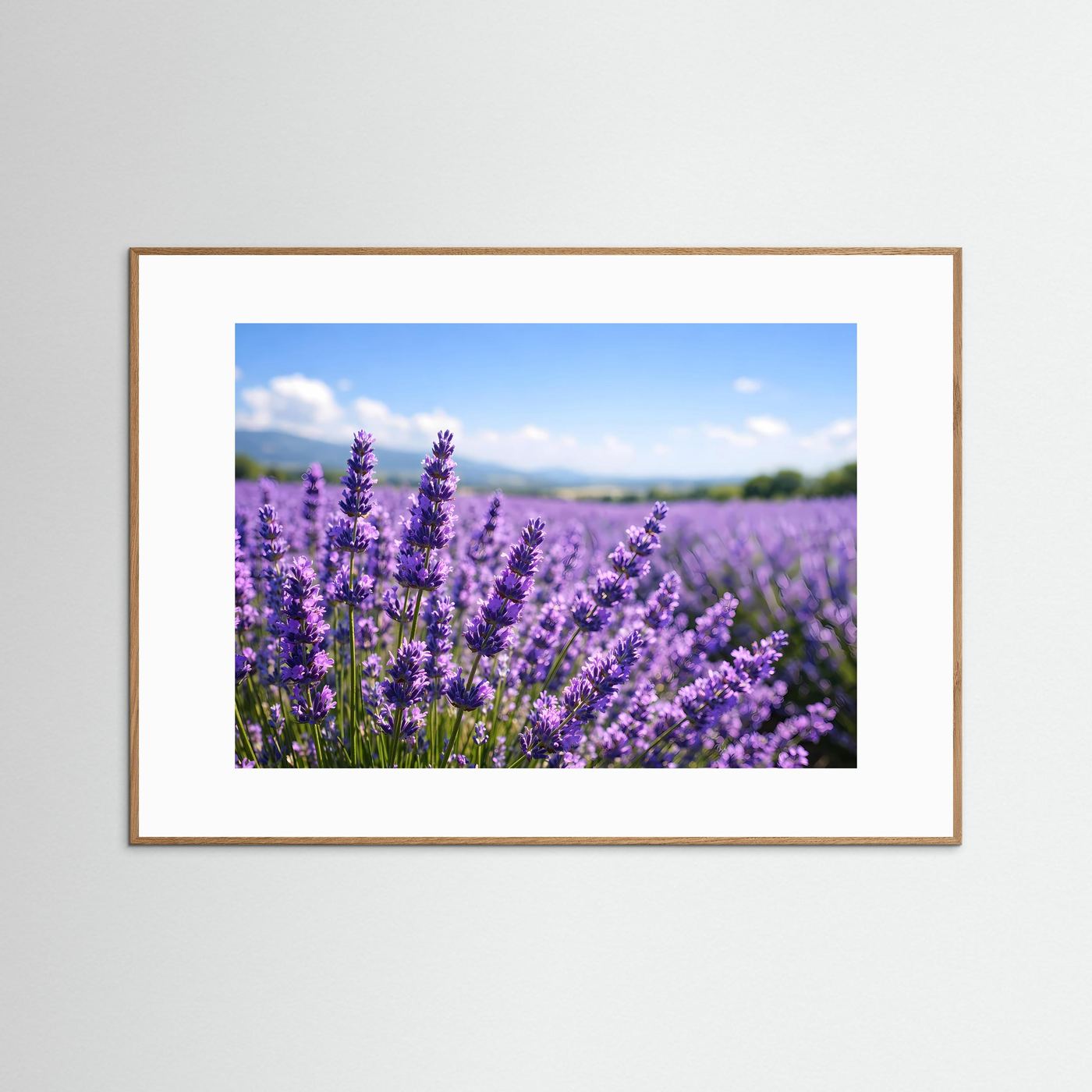 Sonniges Lavendelfeld in Blüte | Provence & Sommer Panorama Poster Querformat