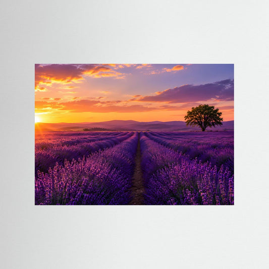 Poster im Querformat: Fliederfeld-Landschaft bei Sonnenuntergang mit violettem Weg