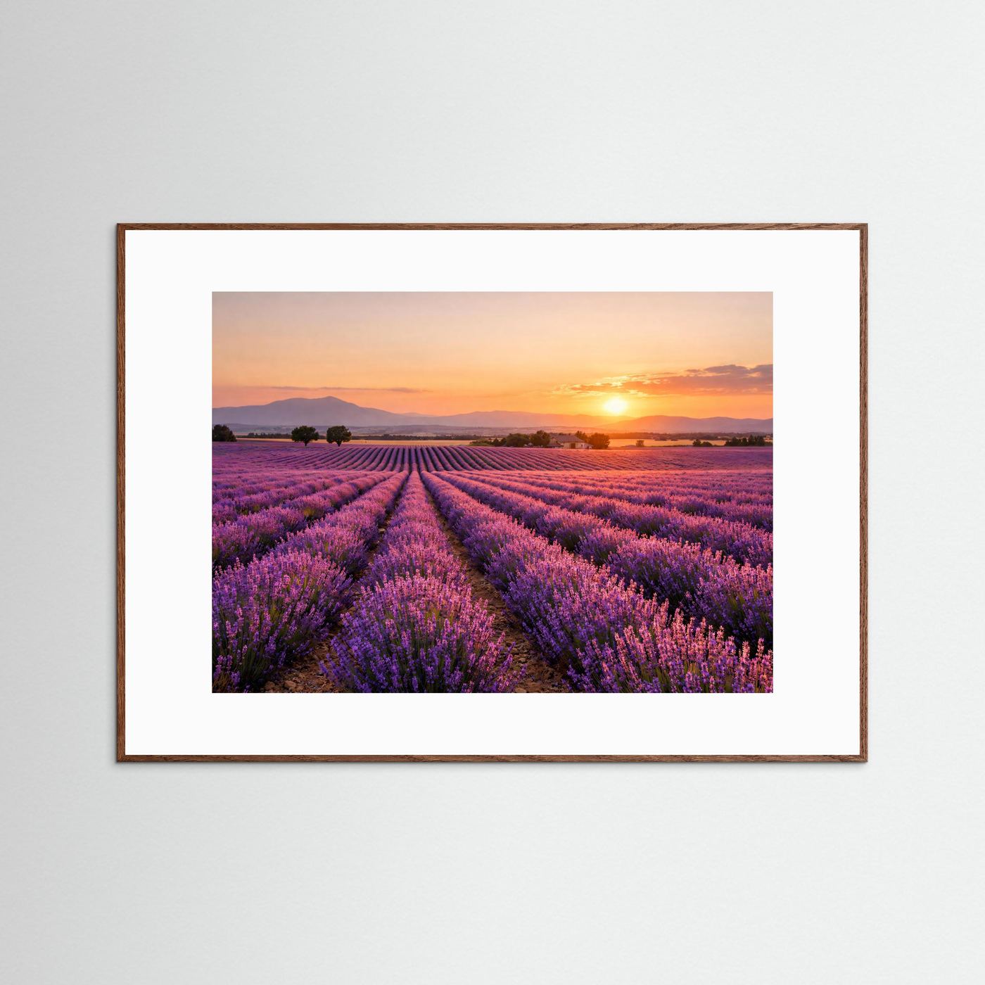 Blühendes Lavendelfeld im Sonnenuntergang | Panorama Provence & Natur Poster Querformat