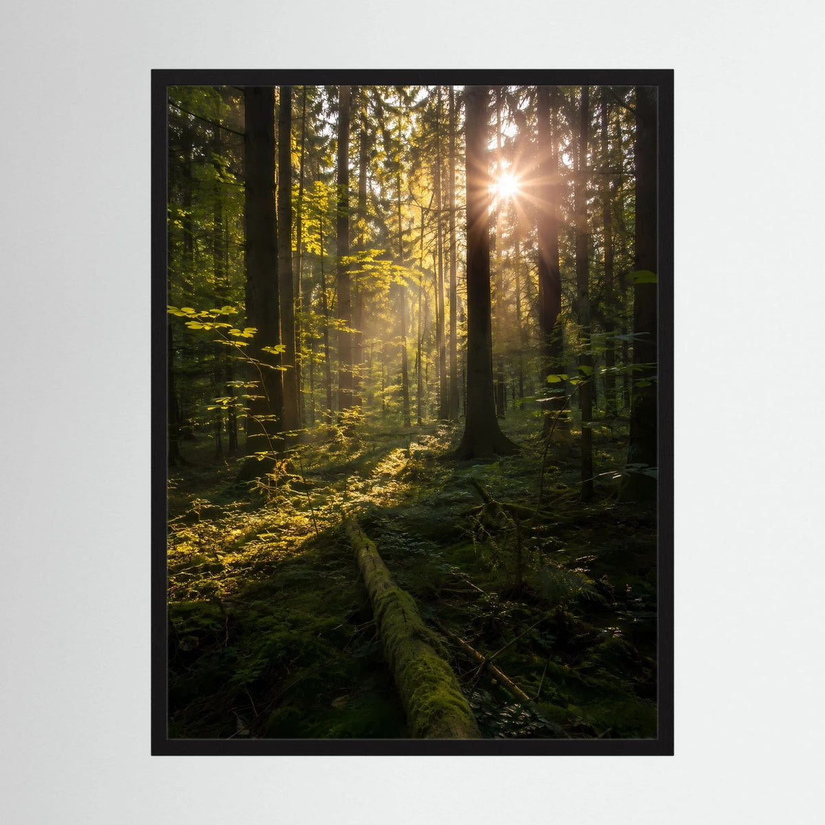 Hochformat-Poster mit schwarzem Rahmen: Wald mit Sonnenstrahlen.