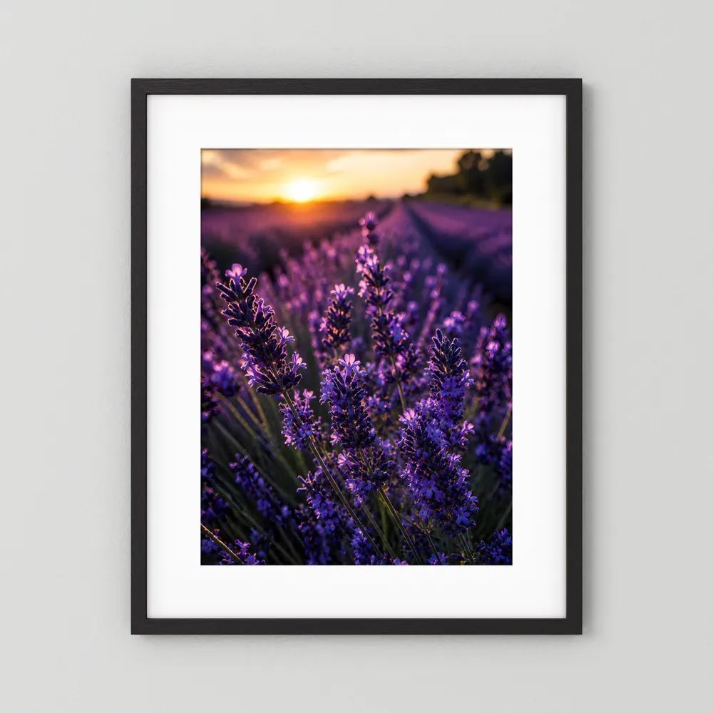 Lavendel-Poster mit violetten Blüten im Abendlicht, im schwarzen Rahmen