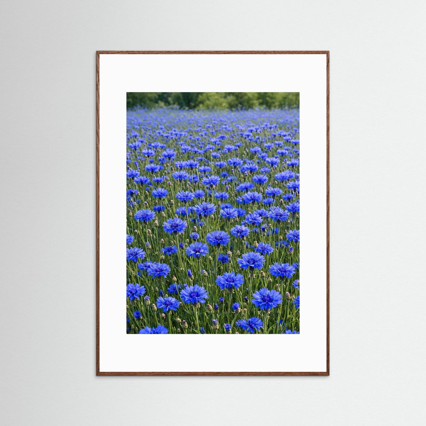 Leinwandbild: blaues Kornblumenfeld, weißes Passepartout, brauner Holzrahmen