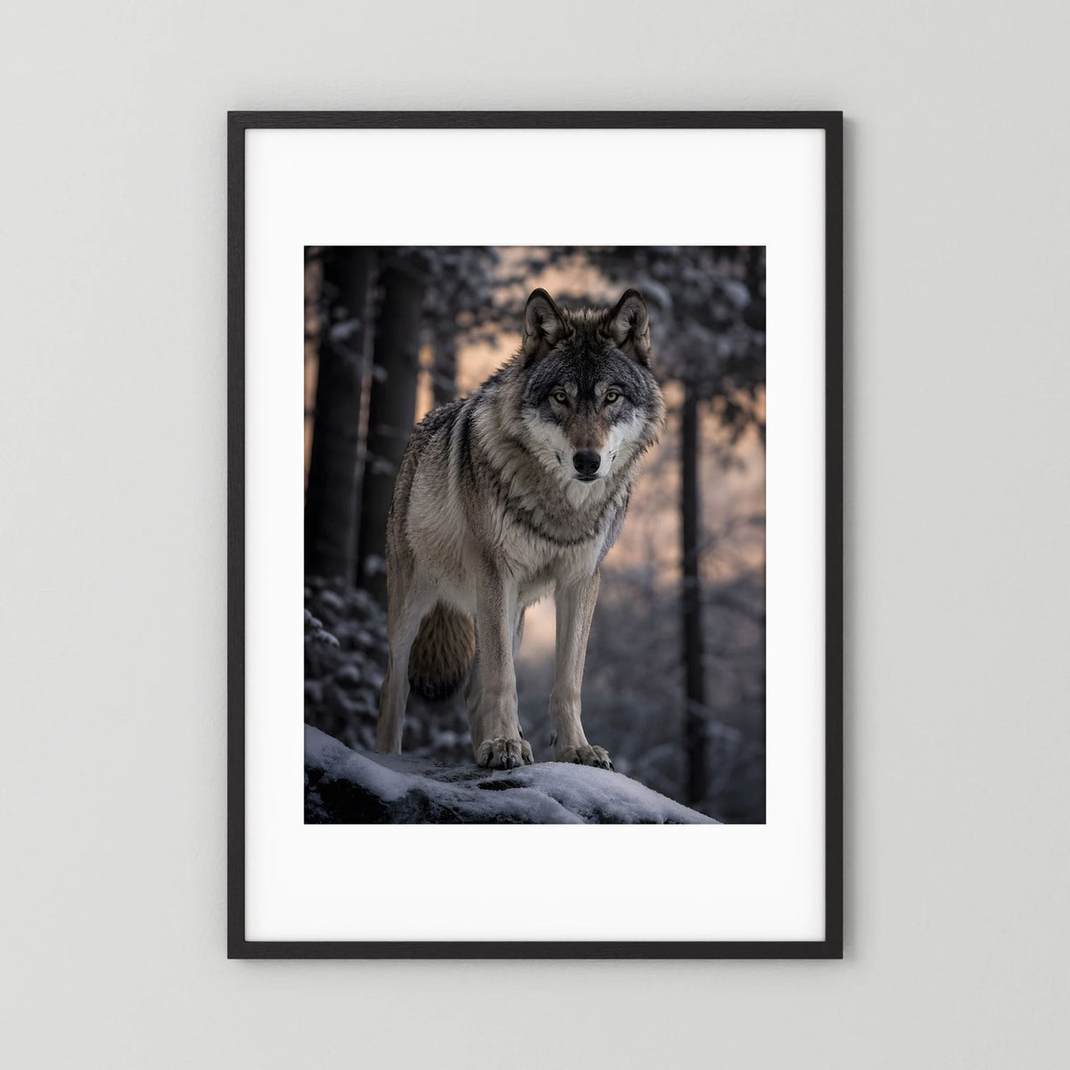 Wolf-Porträtposter im Hochformat, Grauwolf im Schnee, schwarzer Rahmen mit weißem Passepartout