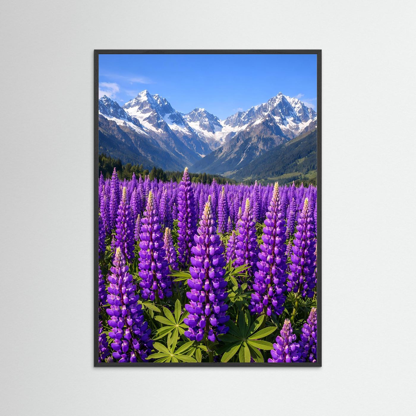 Poster Lupinenfeld vor Bergkulisse | Lila Blumenwiese Wandbild