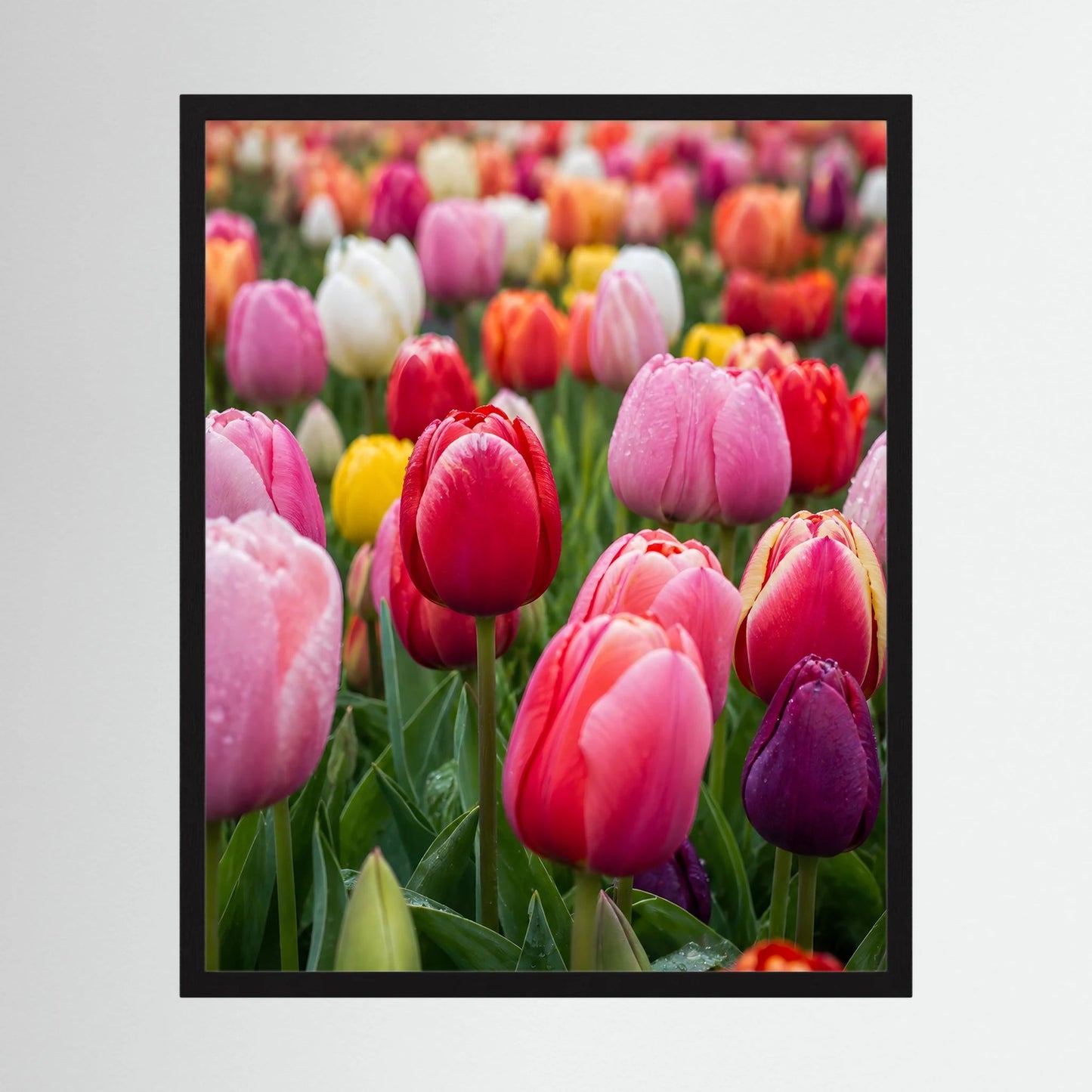 Gerahmtes Tulpenfeld-Poster im Hochformat mit rosa-roten, gelben und weißen Tulpenblüten