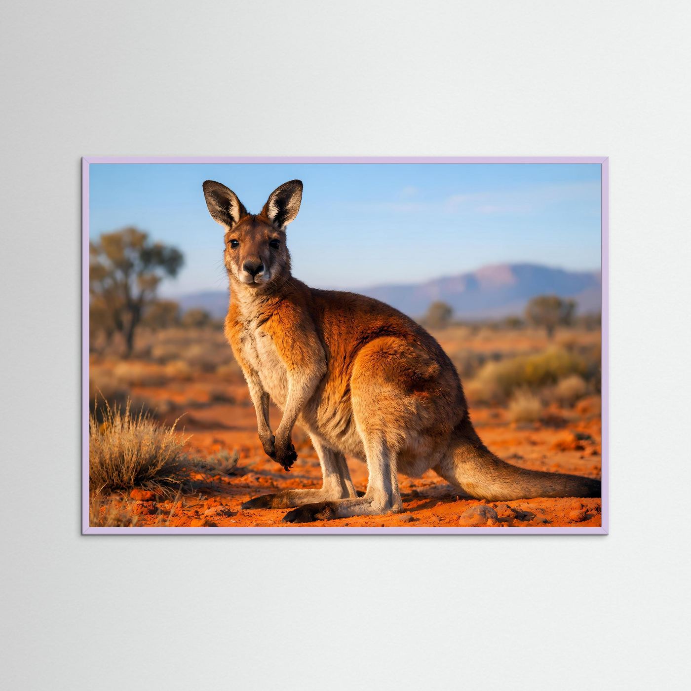 Wildtierposter im Querformat mit braunem Känguru und violetter Umrandung