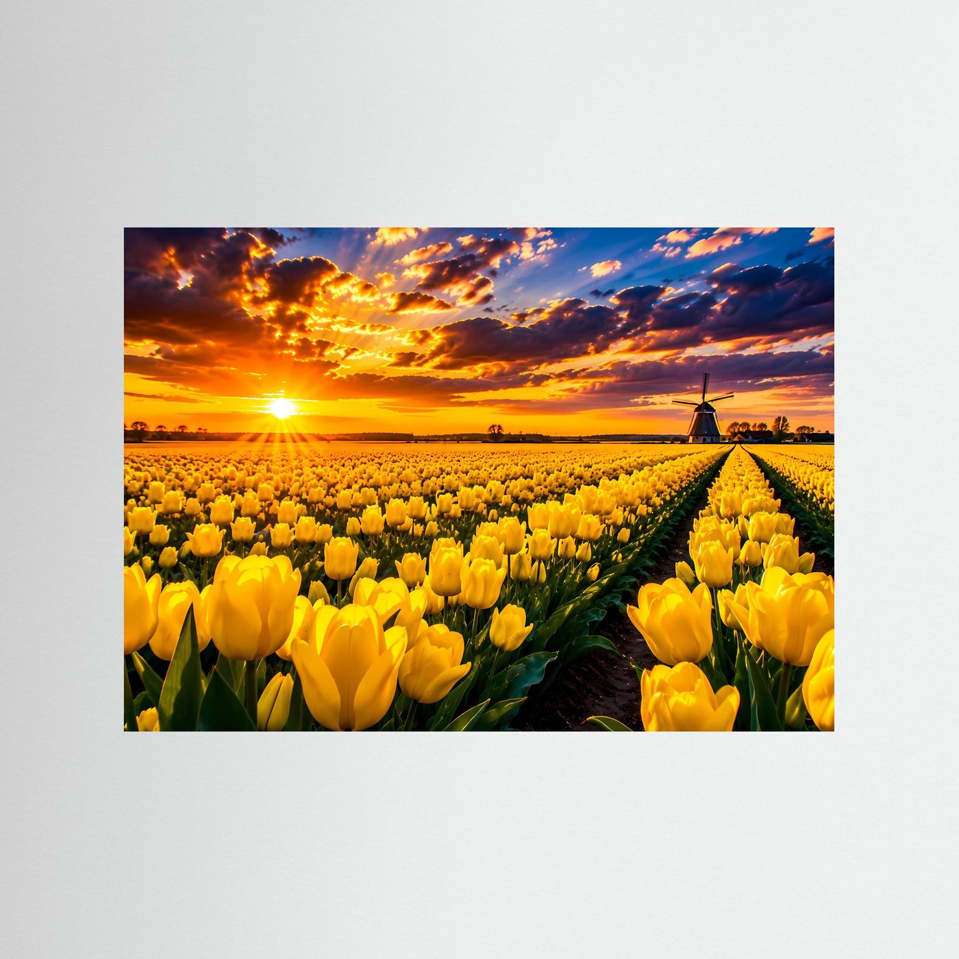 Gelbes Tulpenfeld bei Sonnenuntergang | Windmühle & Blumenlandschaft